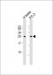 IL25 Antibody (Center)